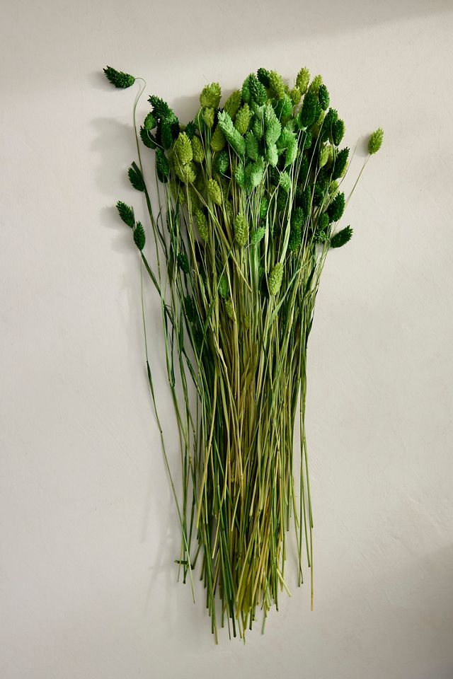 Painted Phalaris Bunch #2
