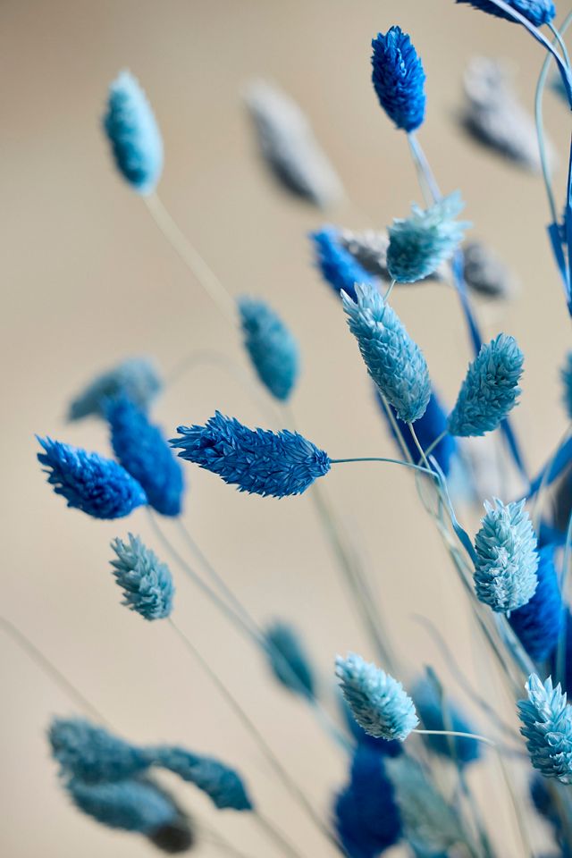 Painted Phalaris Bunch #1