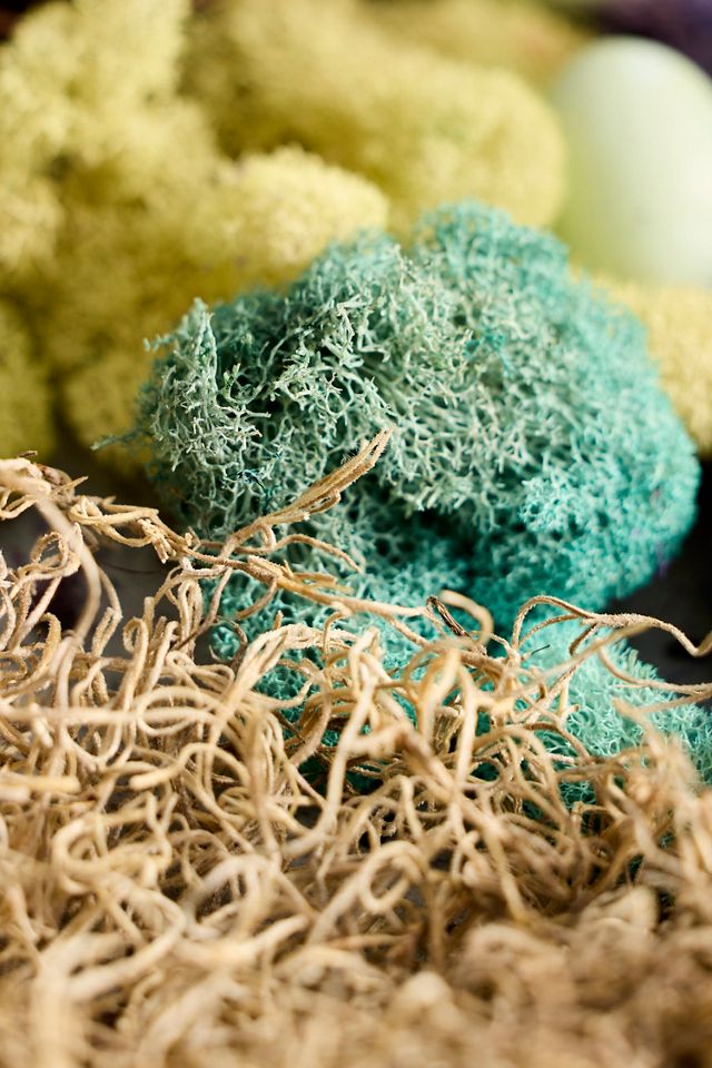 Preserved Moss Collection, Springtime #2