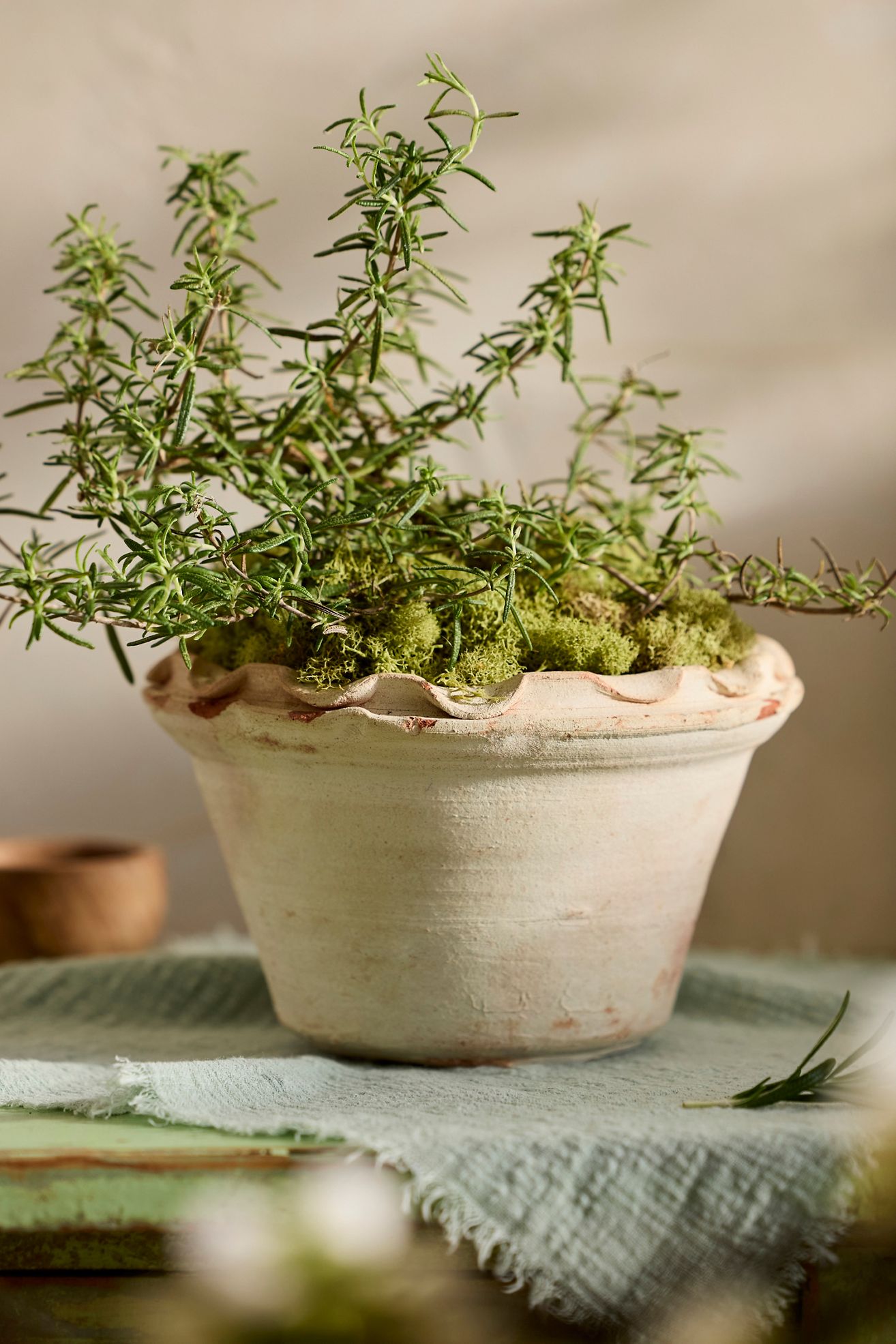Pie Crust Terracotta Taper Planter - Terracotta, 7"