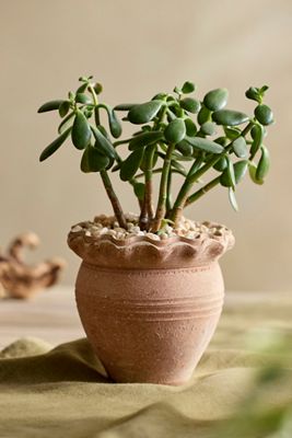 fiddle leaf fig tree large 7-10FT Fiddle Leaf Fig – Dahing Plants