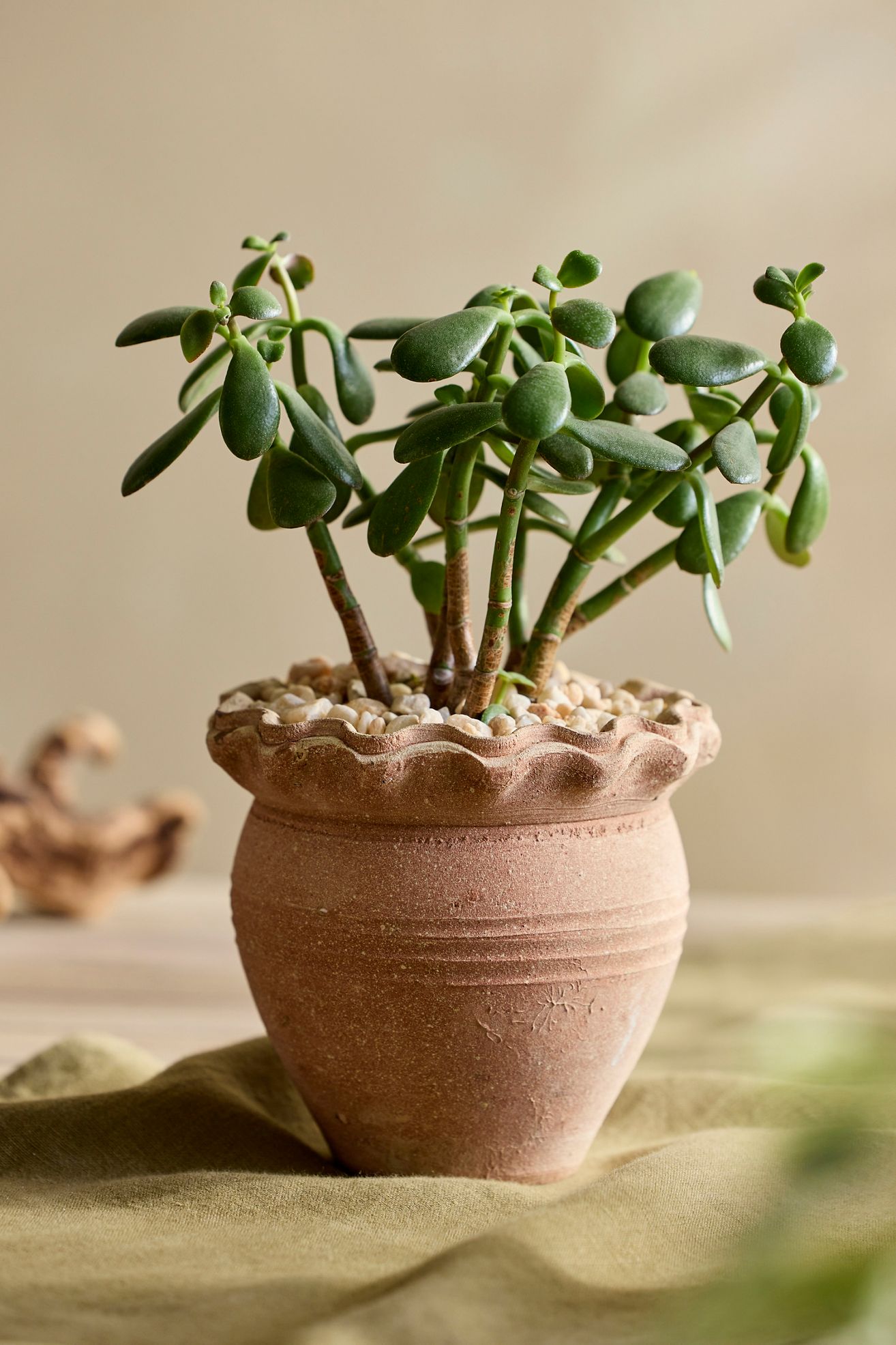 Pie Crust Terracotta Jar Planter - Terracotta, 5"