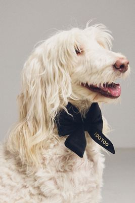 Embroidered Lady Bow Pet Collar