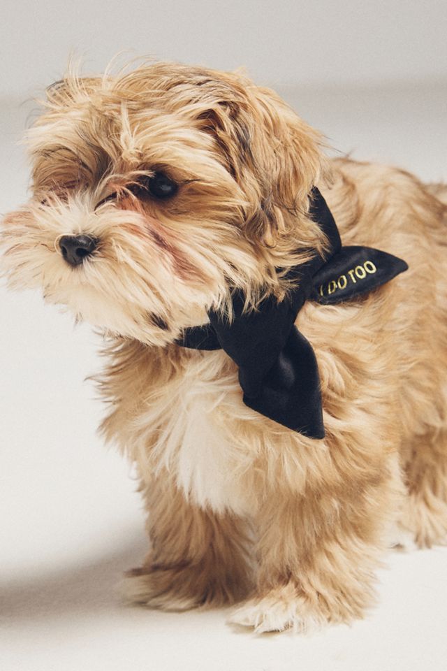 Embroidered Lady Bow Pet Collar #2