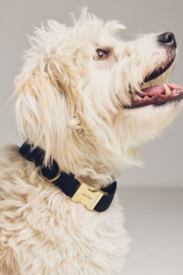 Engraved "I Do Too" Pet Collar