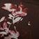 Brown Floral