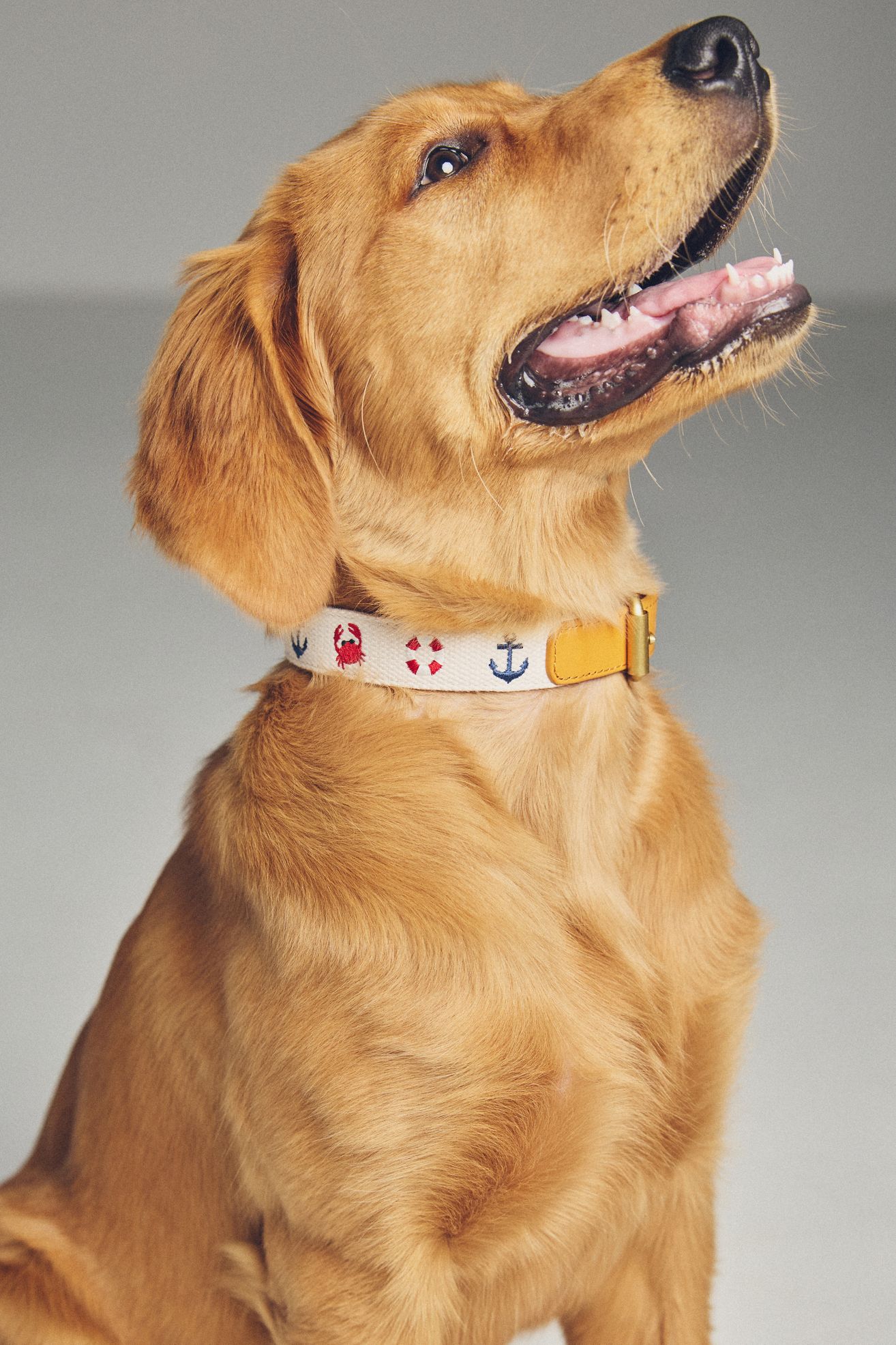 Anthropologie Summer Icon Needlepoint Pet Collar - Marine, L