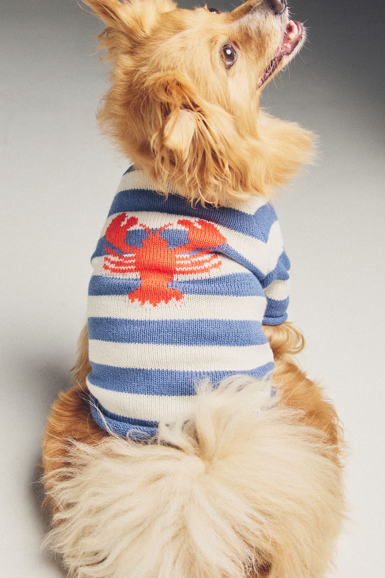 Anthropologie Pinch Perfect Striped Lobster Pet Sweater - Lobster Icon