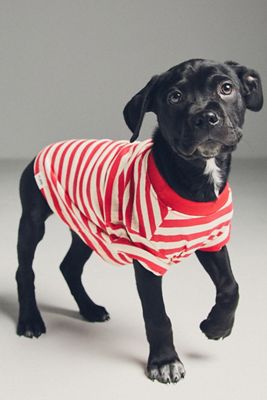 FURB Striped Pet T-Shirt
