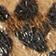 Dark Brown/Leopard/Air
