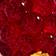 Gold/Red