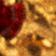 Gold/Red