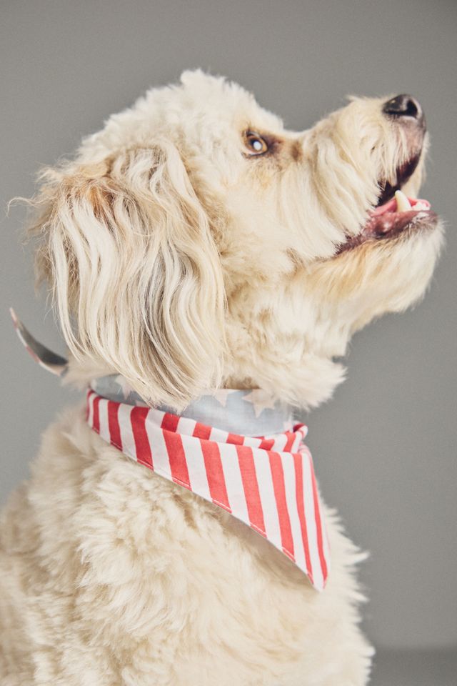 FURB Summer Pet Bandana #2