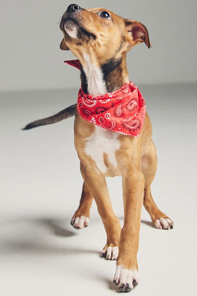 FURB Summer Pet Bandana #1