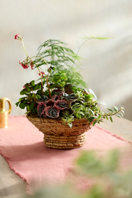 Wide Rim Woven Abaca Bowl Planter | Anthropologie