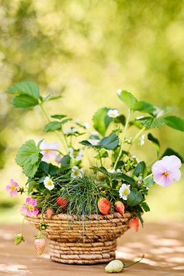Wide Rim Woven Abaca Bowl Planter