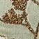 Pressed Flowers
