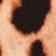 Brown Pattern