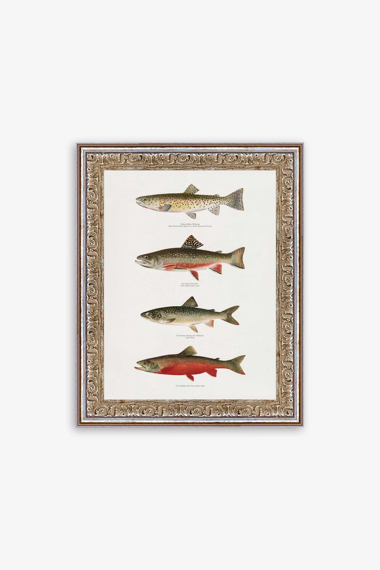 Printed Trouts Wall Art - Multi, One Size
