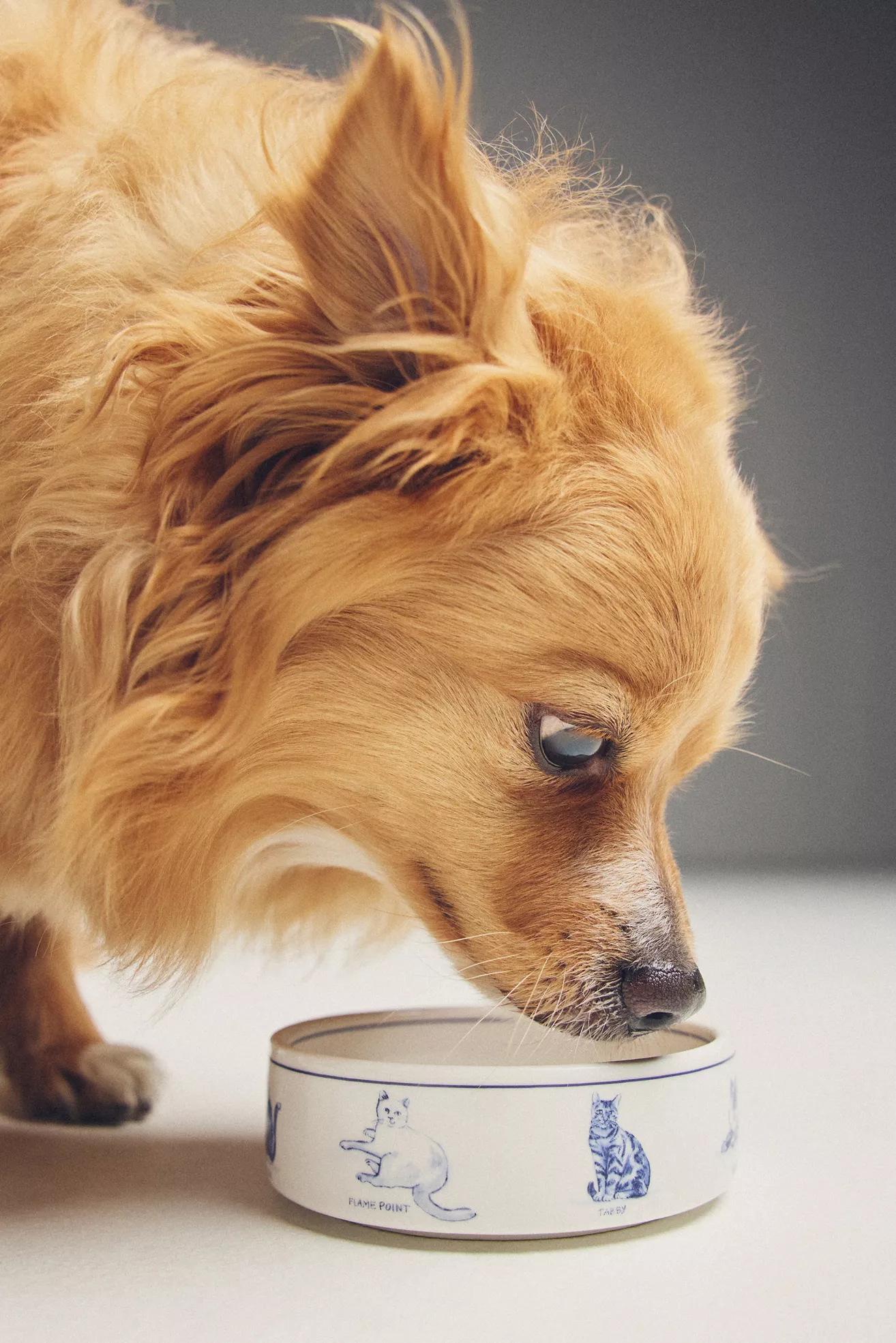 Molly Hatch Stoneware Pet Bowl - thumbnail 6