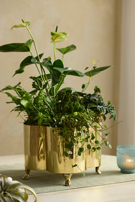 Polished Brass Quatrefoil Planter | Terrain
