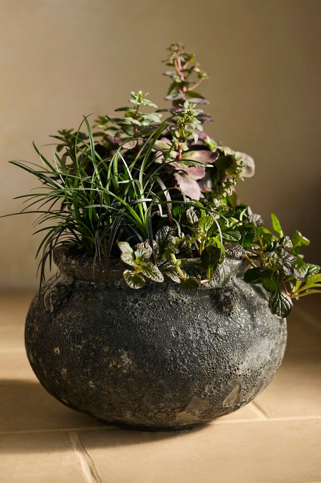 Barnacle Cauldron Planter #1
