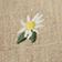 Tan Daisy
