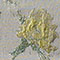 Buttercup Frost