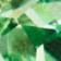Chrysolite