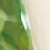 Pea