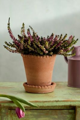 Beaded Rim Galestro Pot + Saucer Set