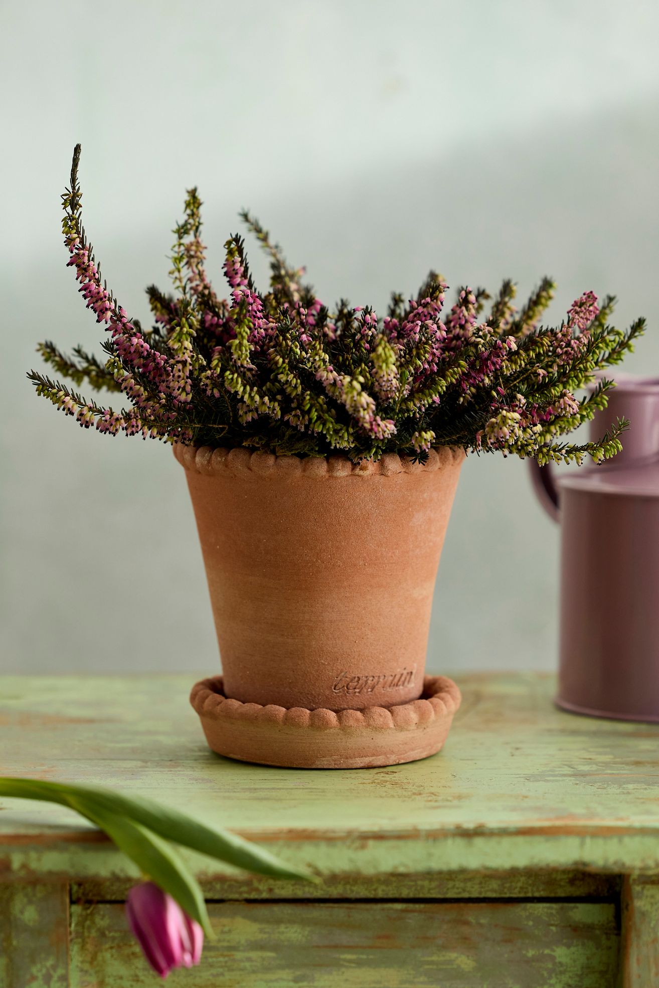 Beaded Rim Galestro Pot + Saucer Set - Terracotta, One Size