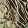 Green Pattern