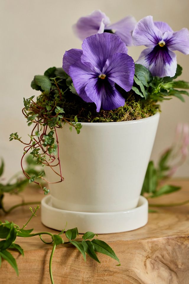 Classic Glazed Galestro Pot + Saucer Set #2