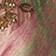 Pink Pattern
