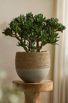 Cement + Seagrass Round Planter