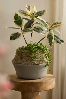 Cement + Seagrass Jar Planter