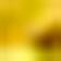Dark Yellow