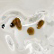 Jack Russell Terrier
