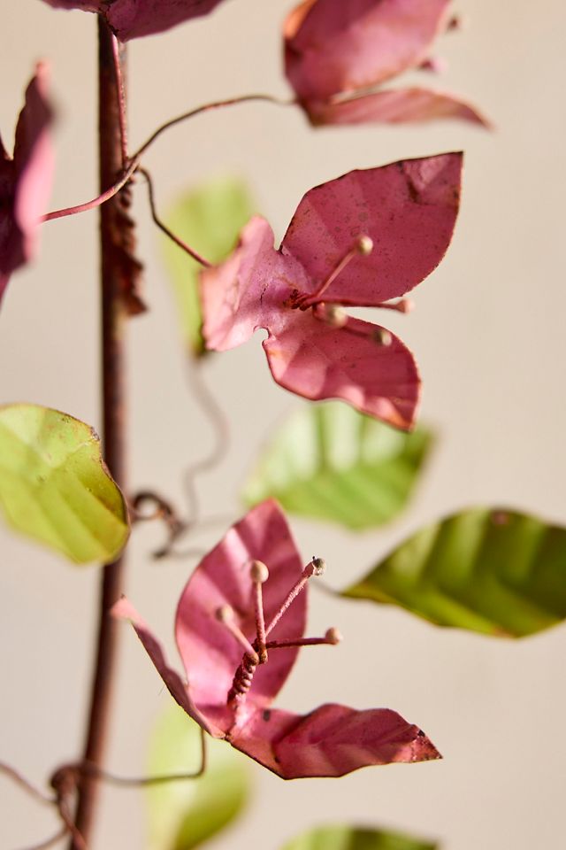 Iron Bougainvillea Plant #1