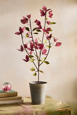 Iron Bougainvillea Plant