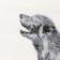 Skeleton Dog