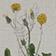 Botanica