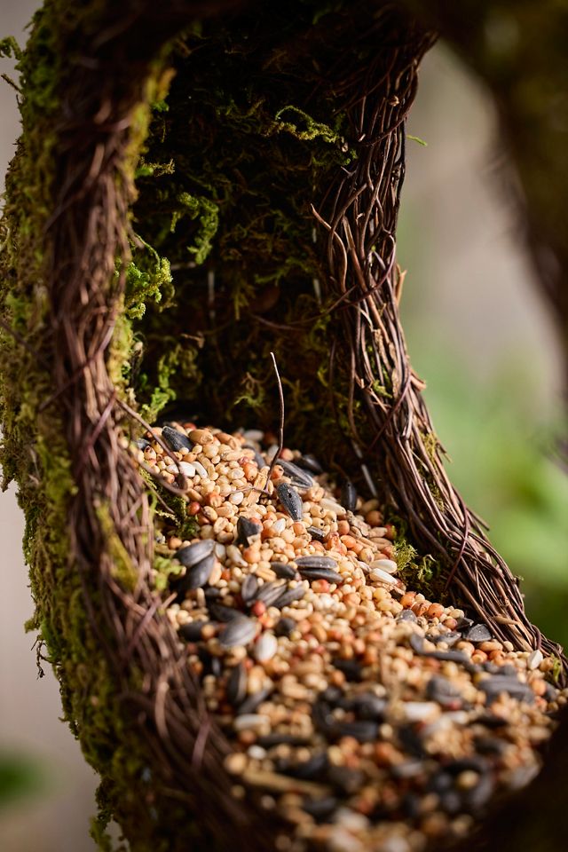 Moss Ring Bird Feeder #1