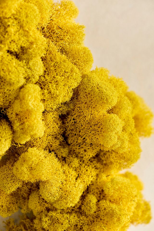 Sunshine Reindeer Moss Wreath #1
