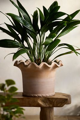 Concrete Pie Crust Planter