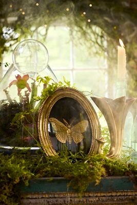 Golden Moth Shadow Box