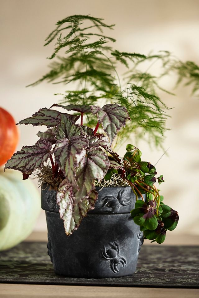 Spider Stoneware Pot | Anthropologie