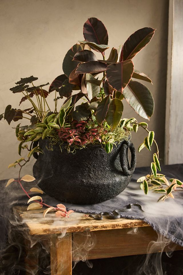 Black Iron Cauldron Planter #2