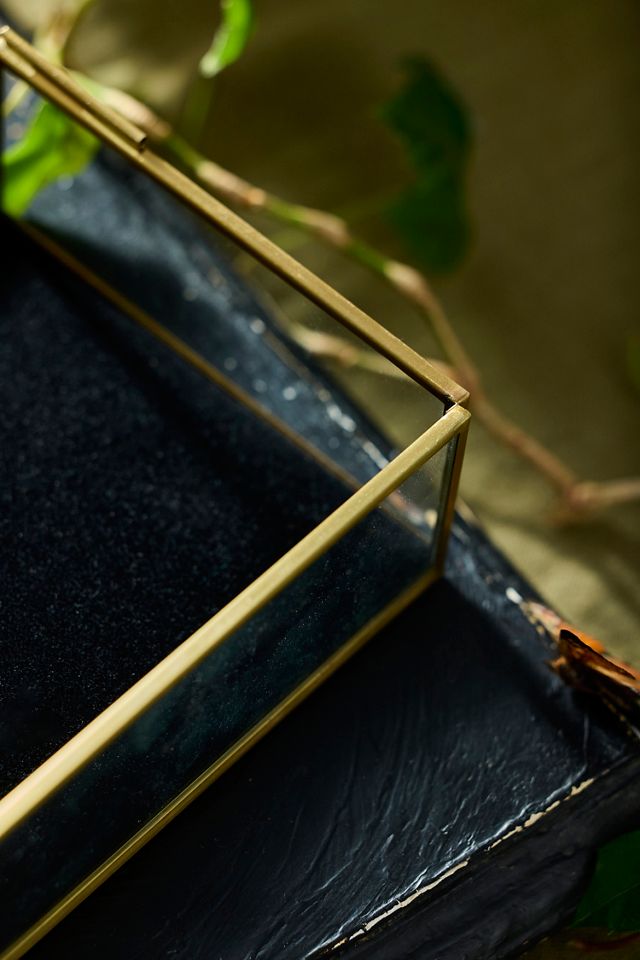 Moth Divining Box #1